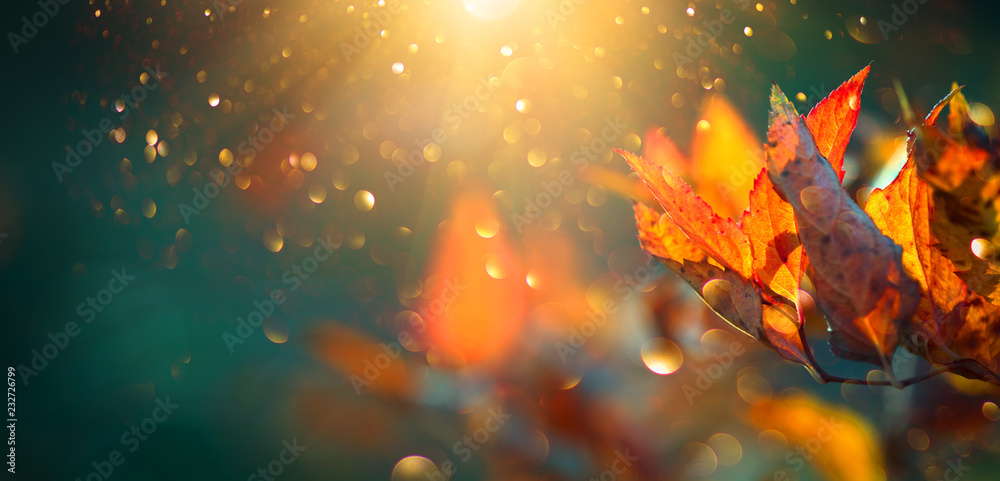 秋天公园里，秋天五颜六色的明亮树叶在树上摆动。秋天五颜六色的背景，秋天
