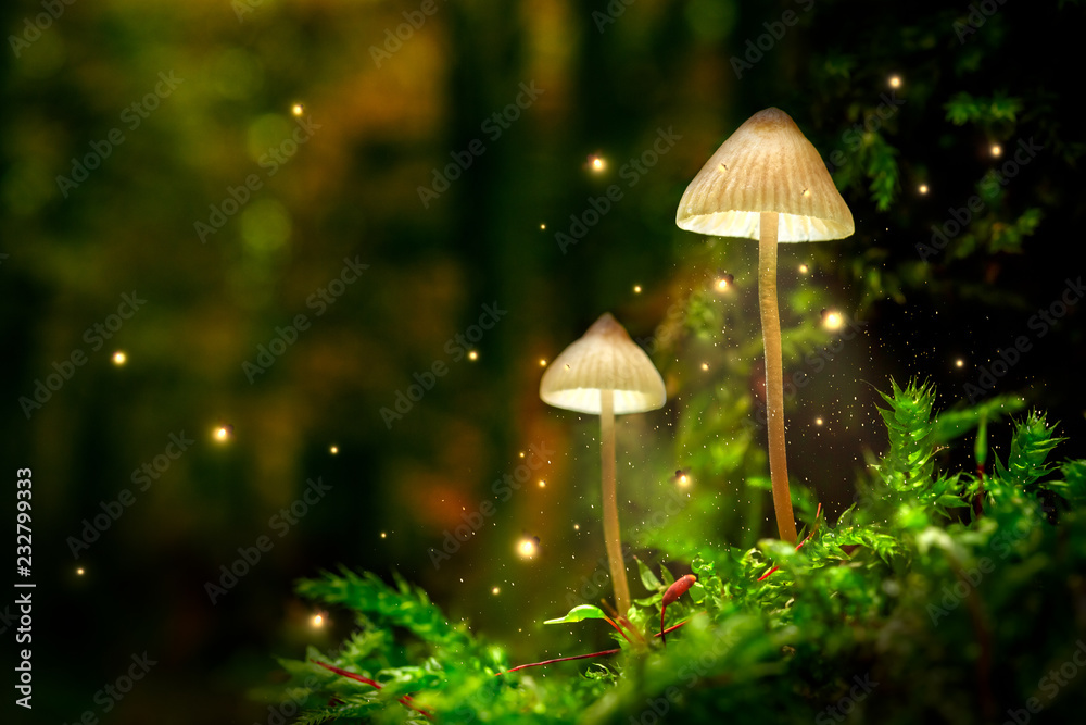 神奇森林中萤火虫点亮蘑菇灯