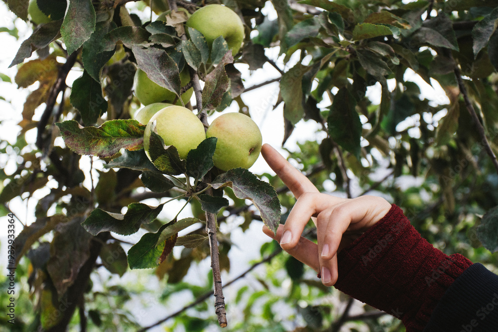 女人指着树枝上的青苹果