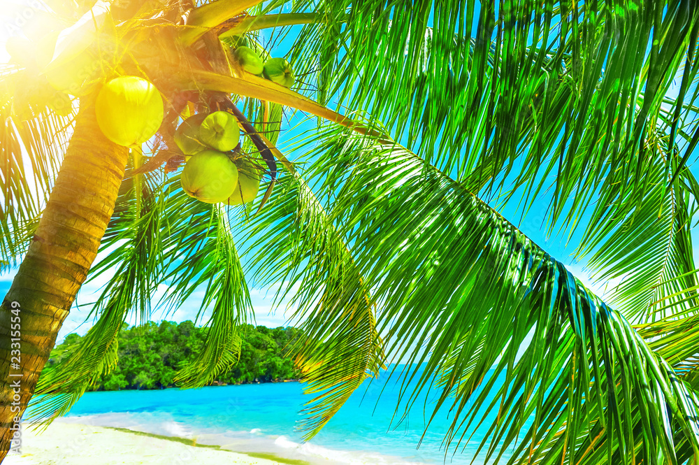 美丽的阳光海滩。美丽的热带海滩，棕榈树环绕。度假概念