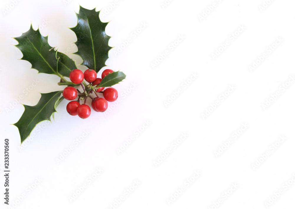 白色餐桌背景上隔离的圣诞冬青冬青。常青叶带红色浆果