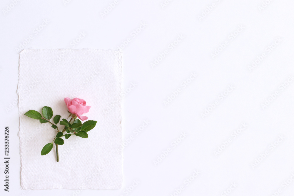 女性婚礼静物构图。空白纸卡和粉色玫瑰的模型场景。平躺