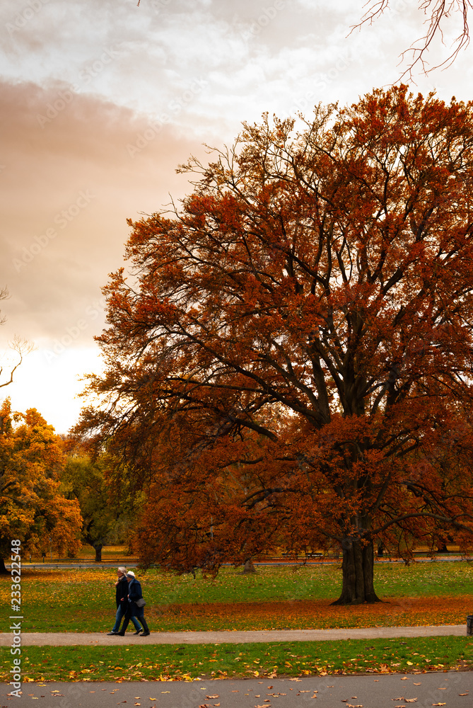 一棵秋天在绿色田野上长着红叶的大树