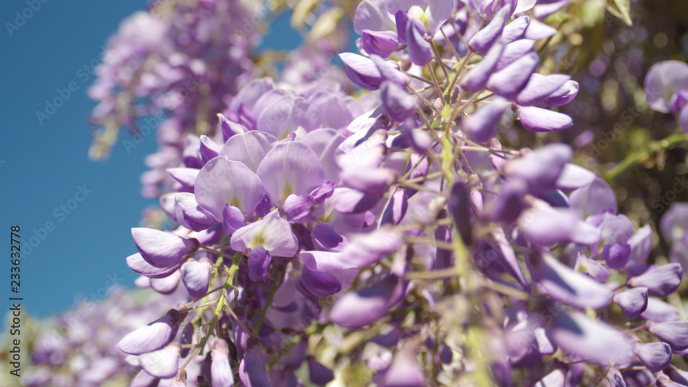 关闭DOF：盛开的紫色紫藤花在春风中摇曳