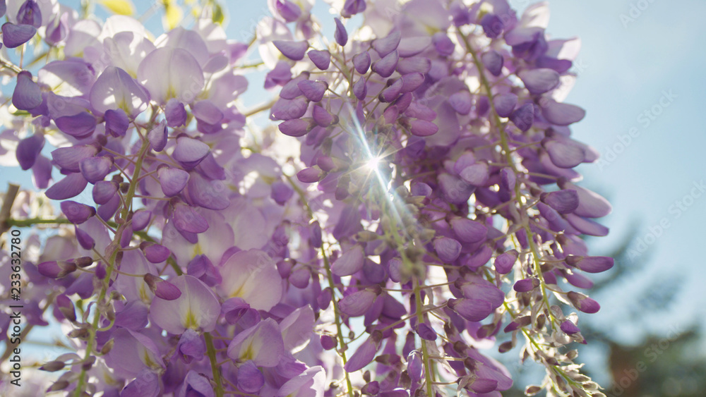 闭合自由度：夏日阳光透过美丽的紫藤花照耀