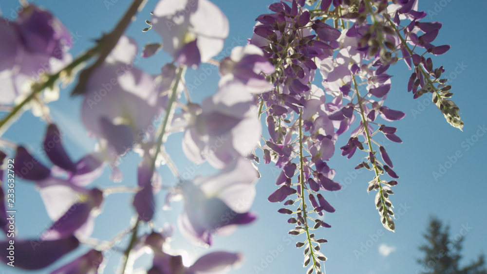 自由度特写：春天的阳光透过美丽的紫藤花照耀