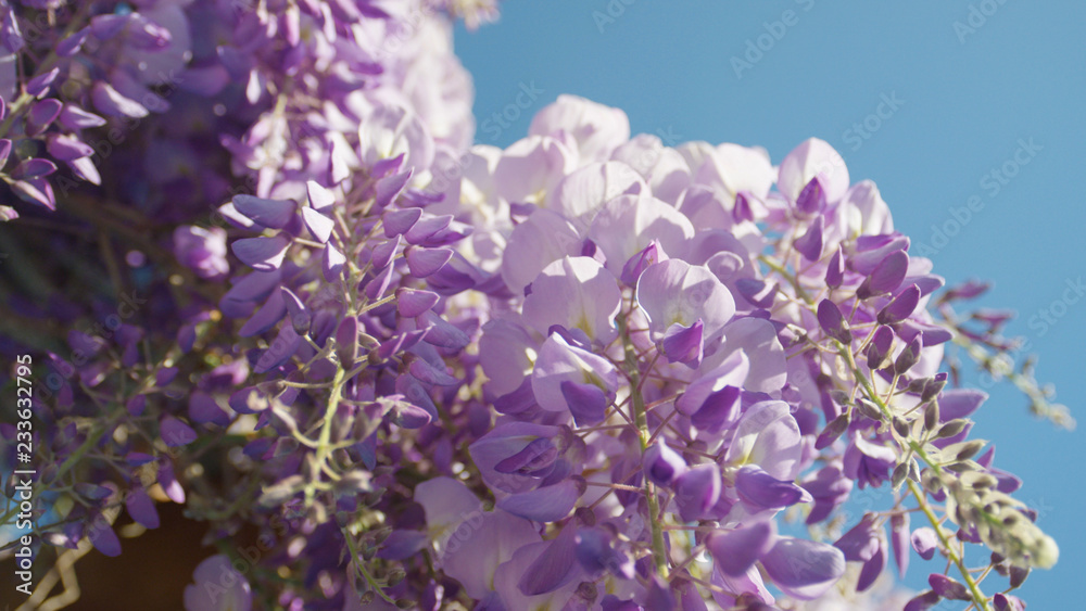 CLOSEUP DOF:美丽的紫色紫藤花在阳光明媚的日子里绽放
