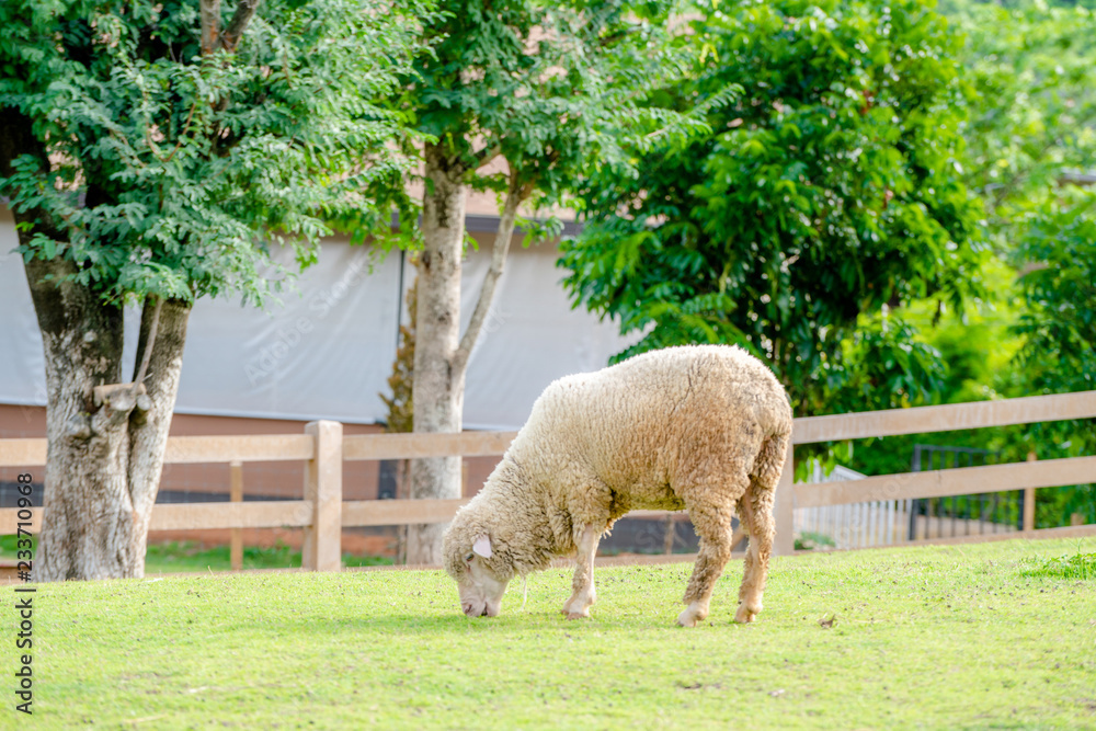 夏天，羊在农舍的绿草地上。