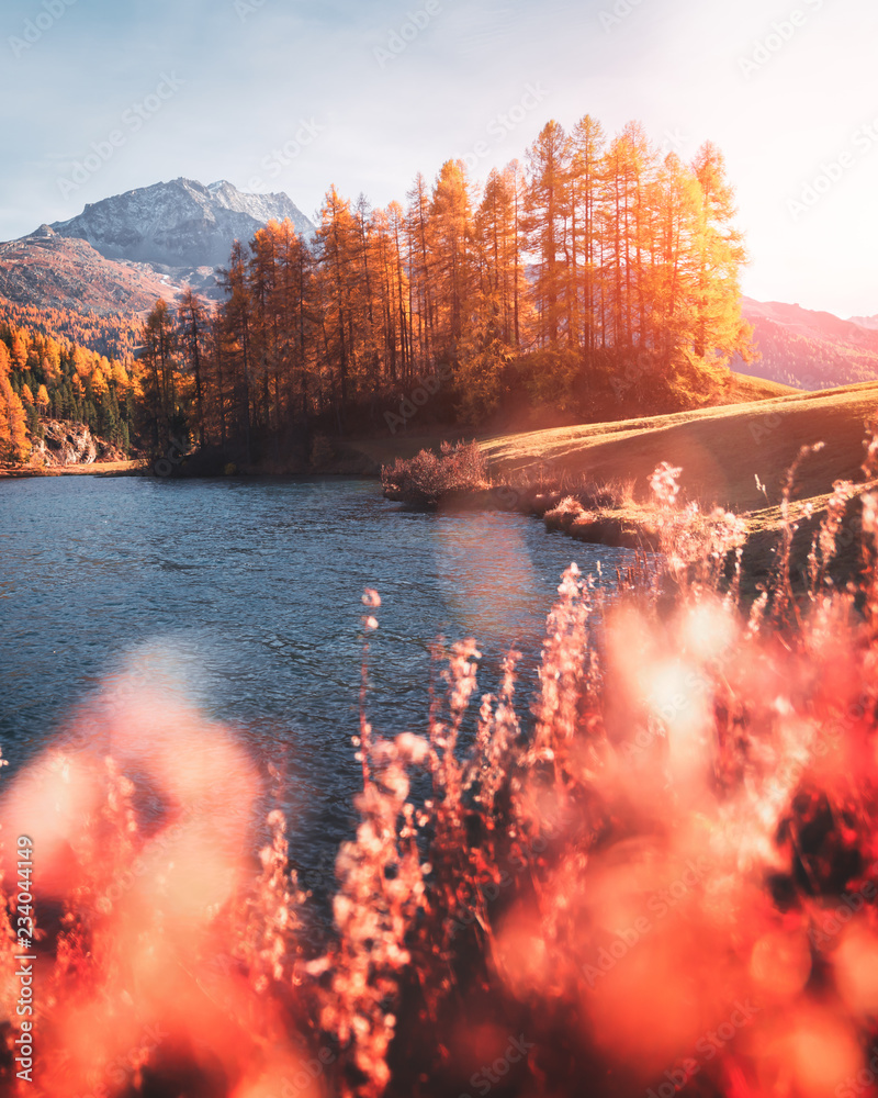 瑞士阿尔卑斯山西尔瓦平坦秋季湖的如画景色。橙色落叶松和雪的彩色森林