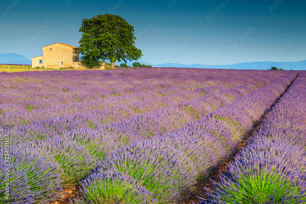 普罗旺斯地区美丽的紫色薰衣草田，法国瓦伦索，欧洲