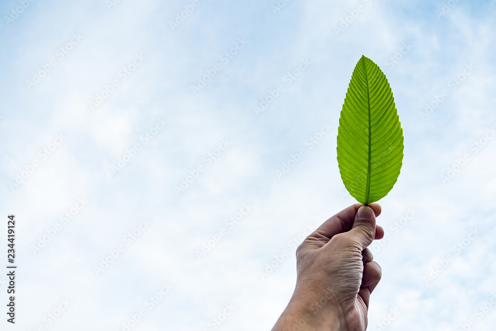 雄手执绿叶，背景为晴朗的蓝天。人与自然的概念。生态友好