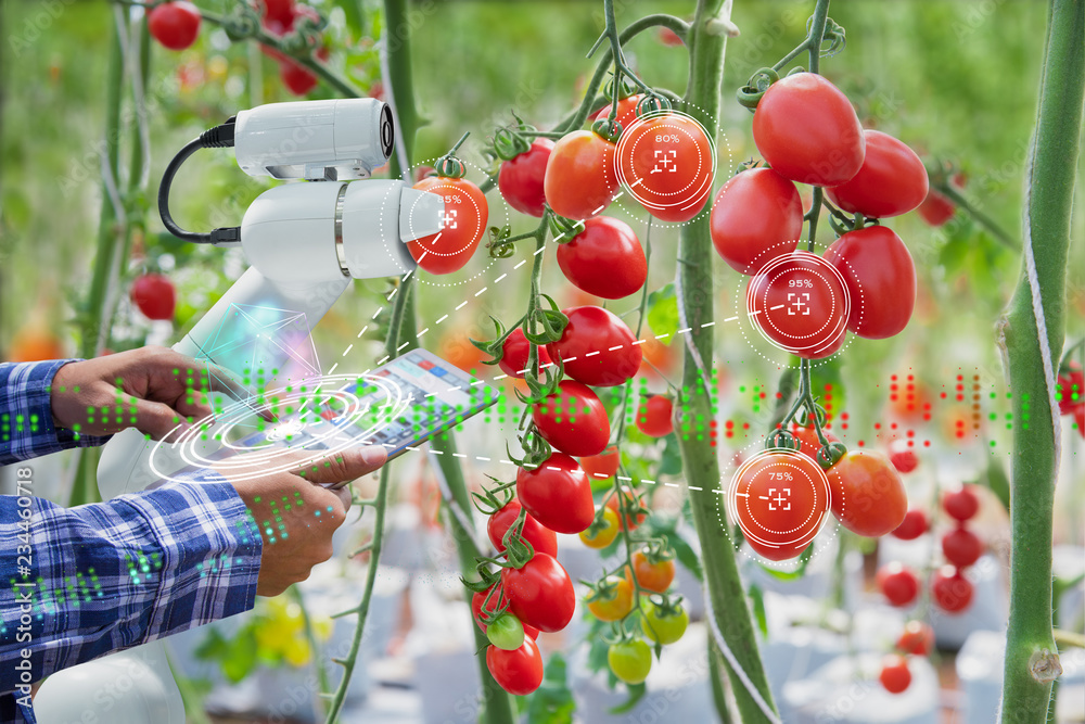 农民在农业中使用数字平板控制机器人收割西红柿，农业