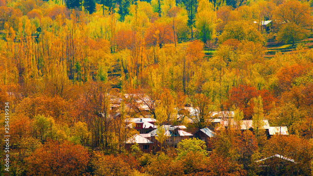 克什米尔的秋季一个美丽的村庄，在春秋季节的树上