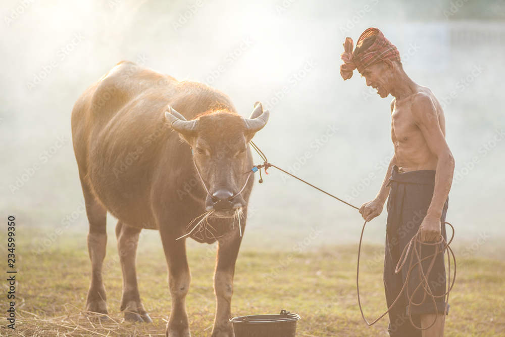泰国农民正和他可爱的水牛站在稻田上，他要去表演