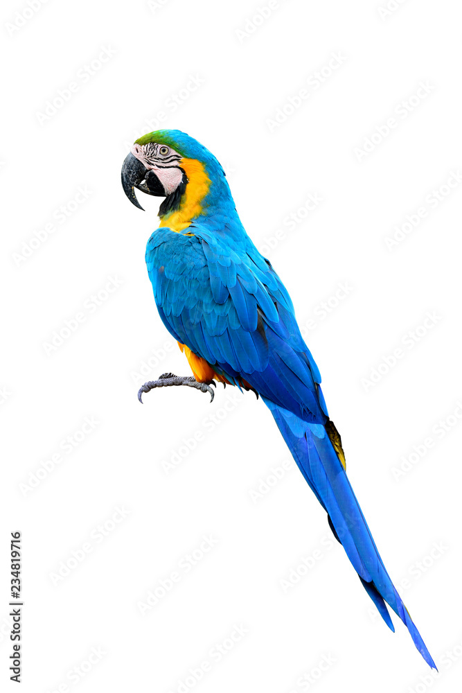 蓝色和金色金刚鹦鹉，头、翼、尾、头和脚的细节羽毛在wh上隔离