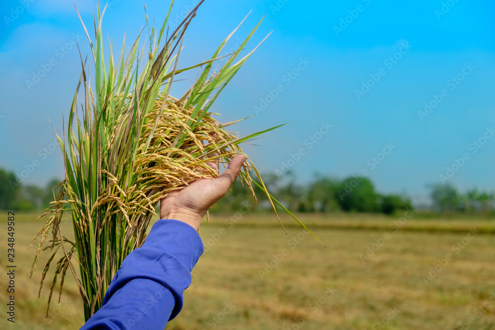 在稻田里温柔地抚摸着一棵年轻的水稻，在农场农业里用蓝天牵着水稻