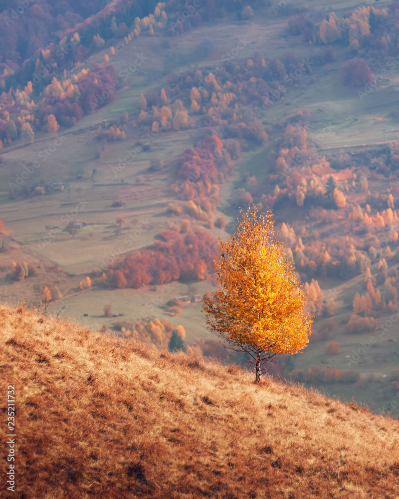 秋山上的神奇景色。黄色和橙色的树木在美妙的晨曦中。喀尔巴阡山