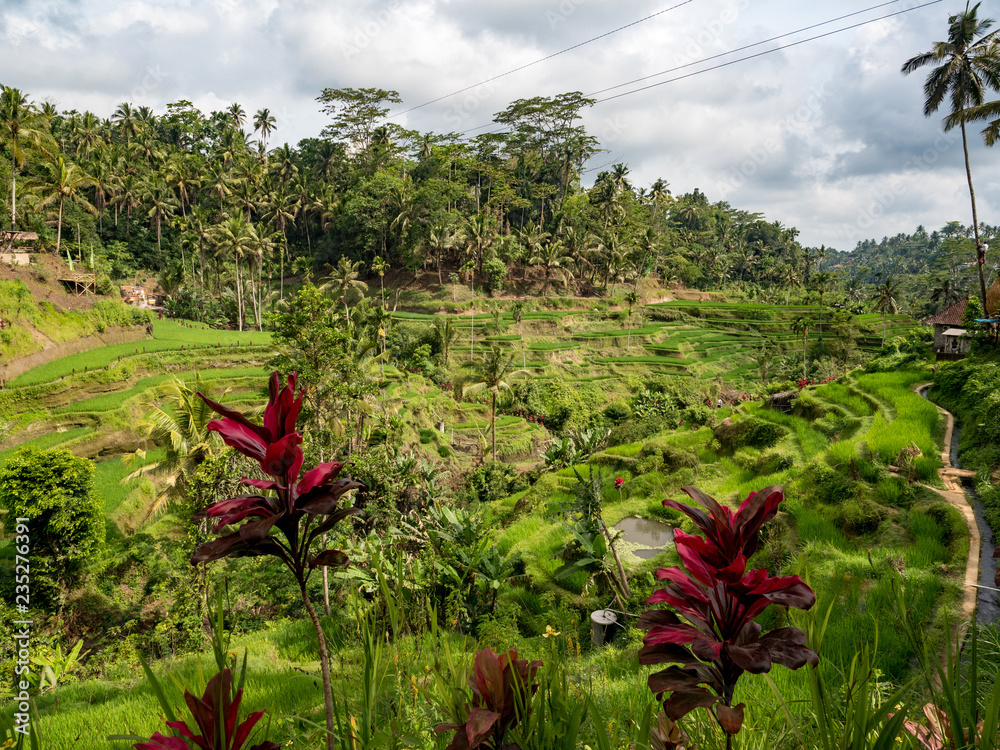 2018年10月，印尼巴厘岛中心的Tegalalang稻田令人惊叹的绿色田野
