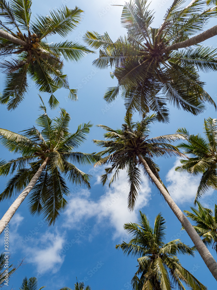 印度尼西亚努沙佩尼达白沙滩上的棕榈树。2018年10月。背景景观。