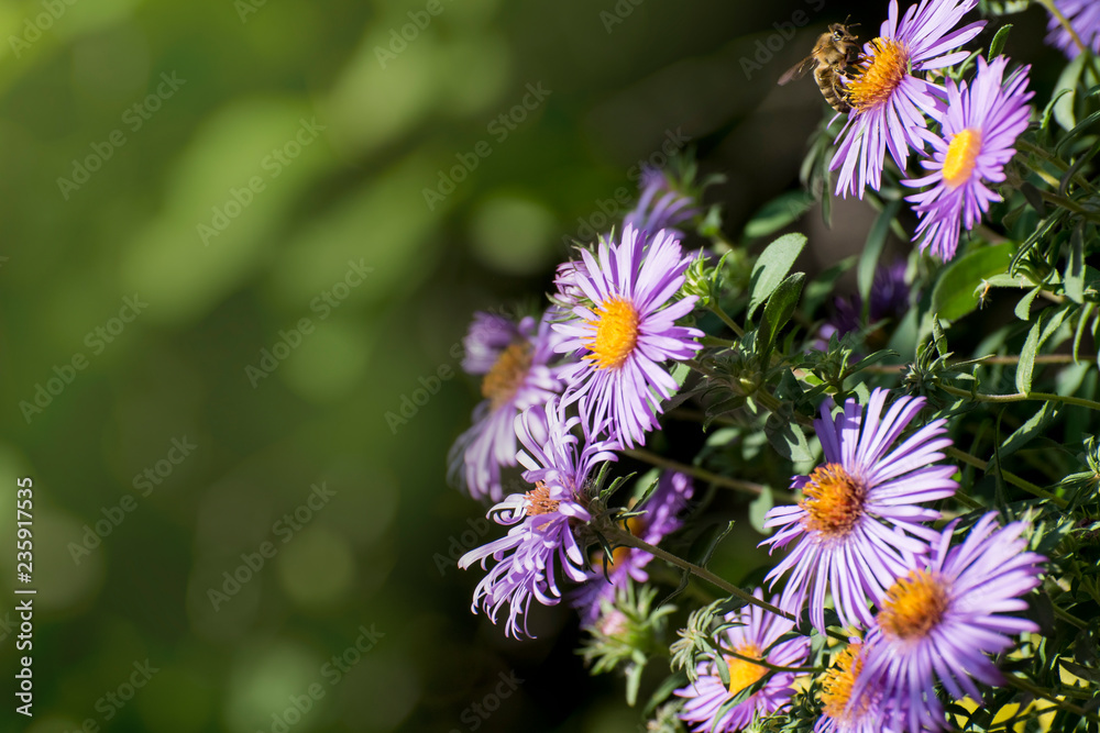 Aster amellus, the European Michaelmas-daisy, is a perennial herbaceous plant of the genus Aster. In