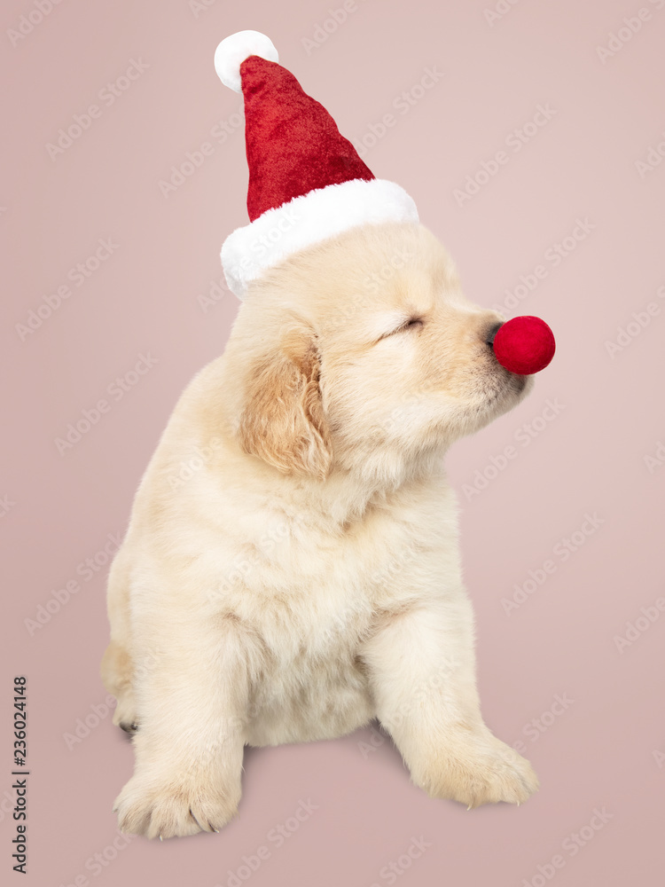 戴着圣诞老人帽的可爱金毛寻回犬的肖像