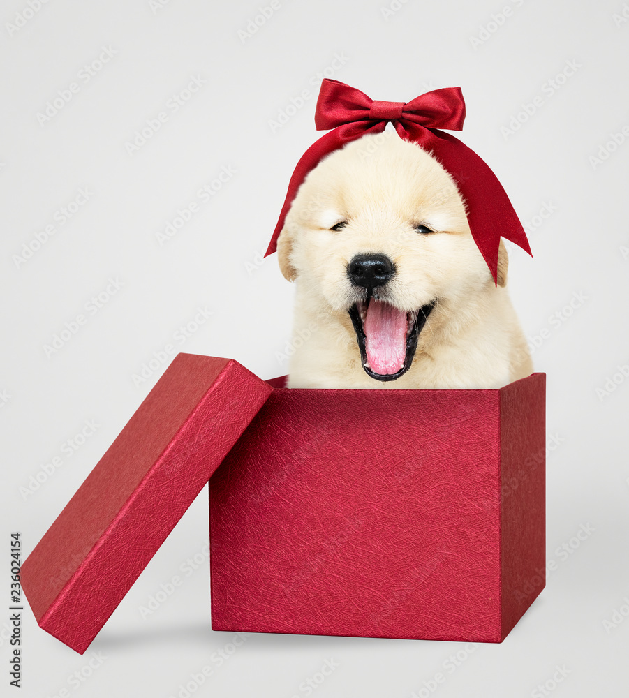红色礼盒里的金毛寻回犬