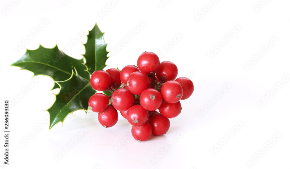 带有红色浆果的圣诞冬青。传统的节日装饰。带有红色浆果在w上的冬青枝