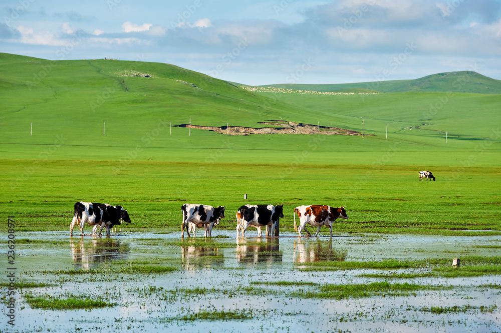 夏天草原里河里的牛。