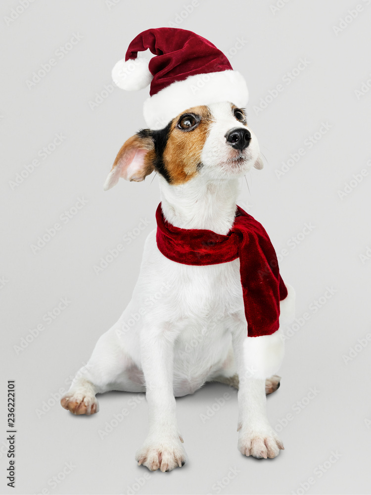戴着圣诞帽的可爱杰克罗素寻回犬