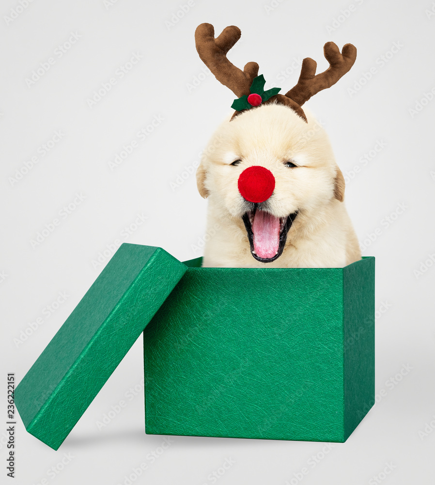 绿色圣诞礼盒中的金毛寻回犬小狗