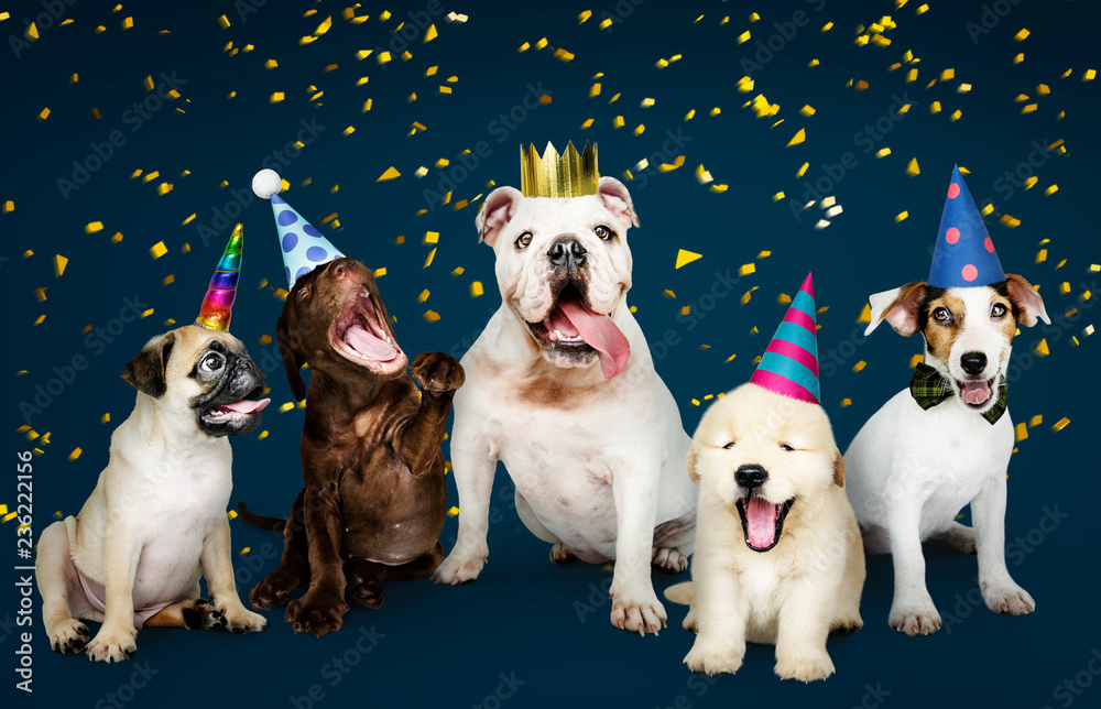 一群小狗庆祝新年