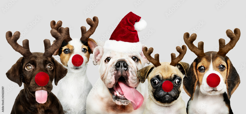 一群小狗穿着圣诞服装庆祝圣诞节