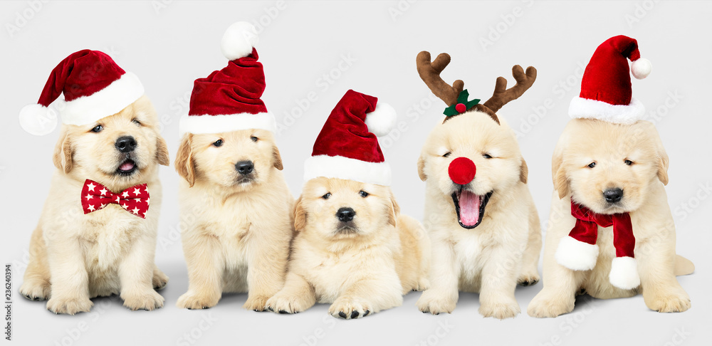 一群穿着圣诞服装的可爱金毛寻回犬