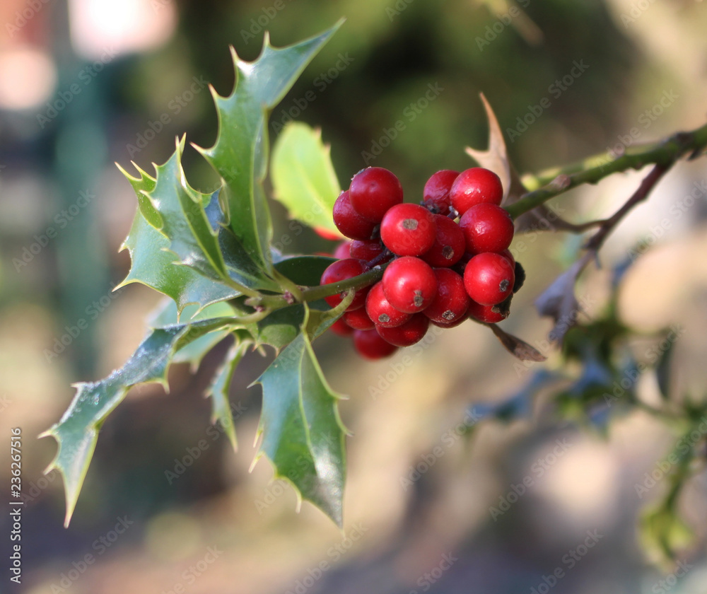 Symbol of Christmas in Europe. Closeup of holly beautiful red berries and sharp leaves on a tree in 