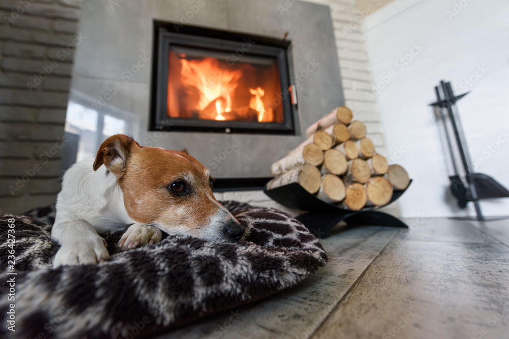 杰克罗素梗睡在燃烧的壁炉附近的白色地毯上。休息的狗。Hygge概念