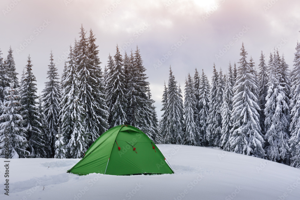 雾蒙蒙的松林背景下的绿色帐篷。令人惊叹的雪景。游客扎营