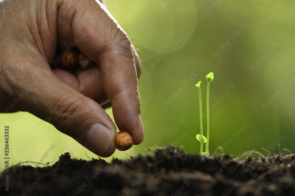 人类在土壤中手工播种