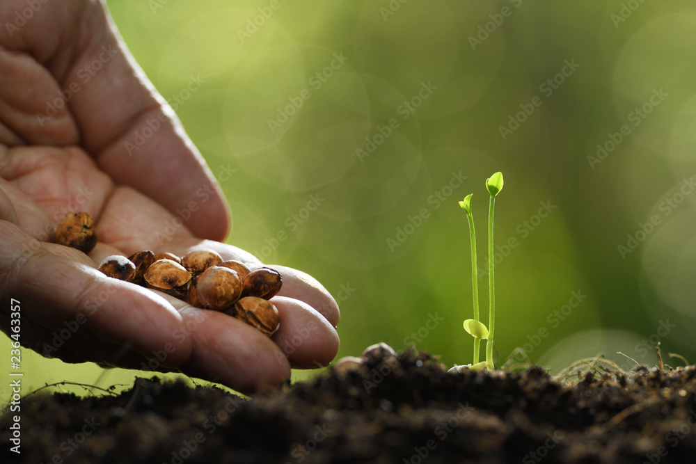 人类在土壤中手工播种