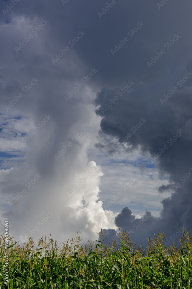美国纽约州莫霍克山谷玉米地上空罕见的云层混合。