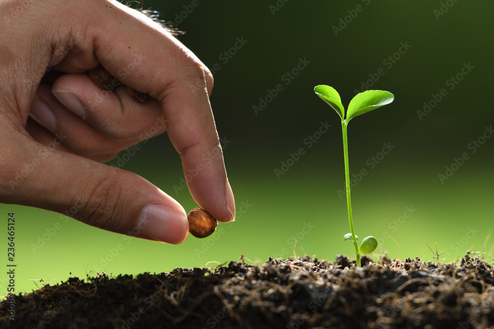 Humans hand planting seeds in soil