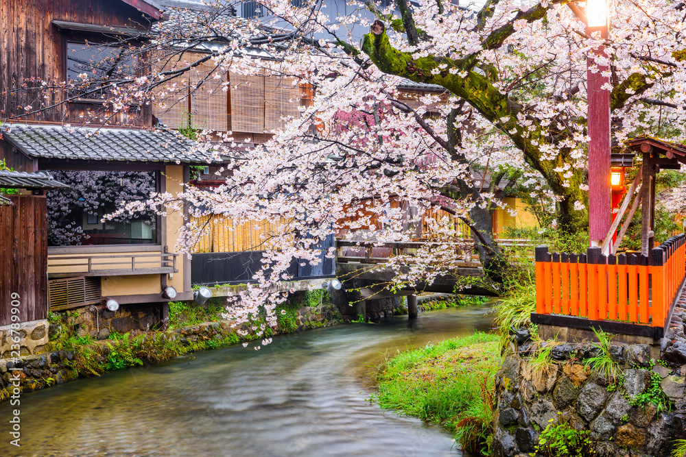 春天的日本京都，沿着白川多里街。