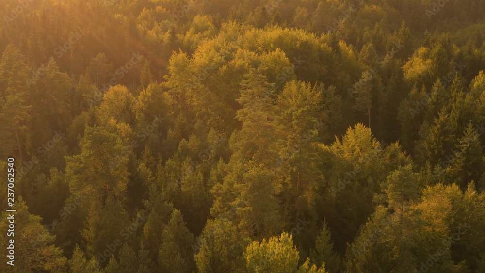 LENS FLARE: Golden sun rays illuminate the vast coniferous forest in Slovenia.