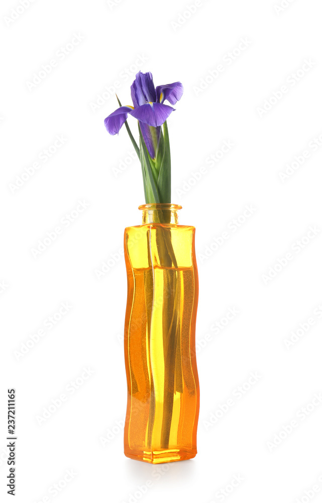 白底玻璃花瓶里的美丽花朵