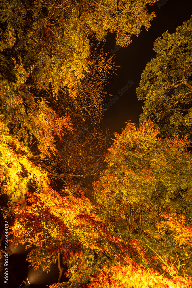 美丽的日本花园，名为Mifuneyama Rakuen，秋天的夜景，有160年树龄的大枫树