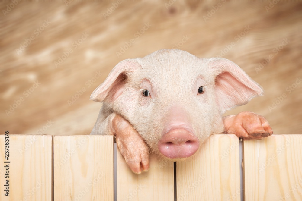 挂在木栅栏上的猪
