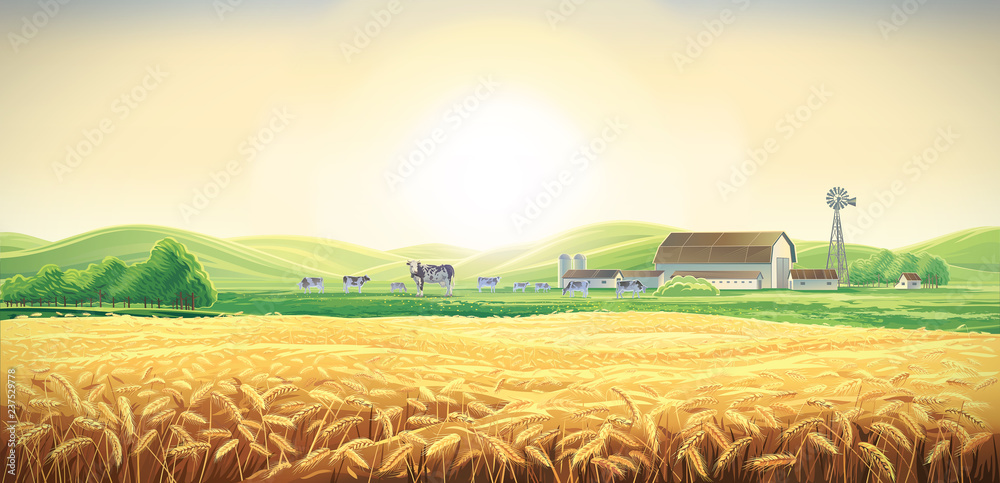 夏日乡村景观，有奶牛和农场，还有麦田，黎明时分在山丘上。