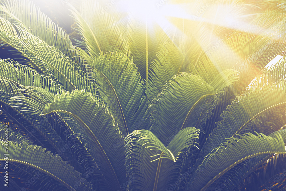 棕榈叶在阳光下合拢，夏季热带海岸的棕榈树，质地美丽，复古