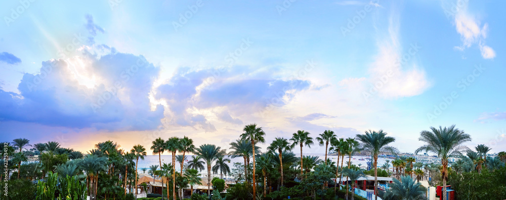 热带海岸棕榈树的景观，日出时蓝天白云的映衬，summ