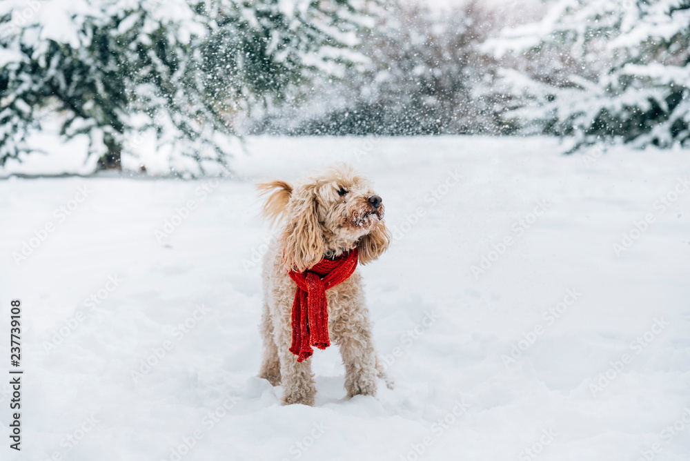 可爱有趣的小狗戴着红领巾在雪地里玩耍和跳跃。快乐的水坑玩得很开心。