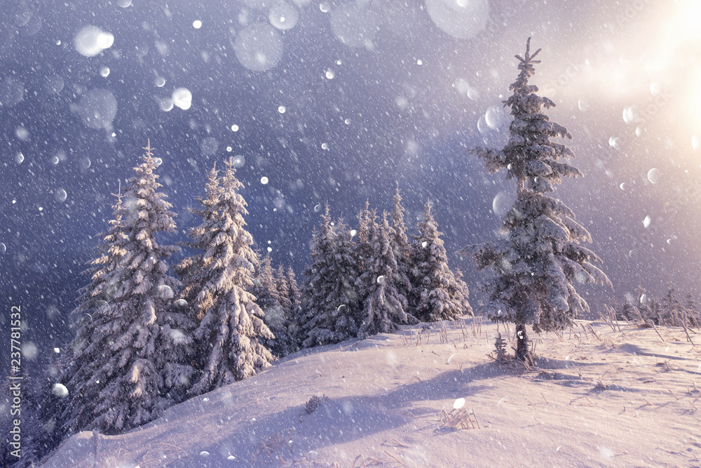 高山白雪树的奇妙冬季景观。自由度散焦光后处理效果